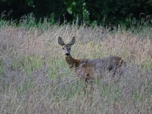 Aria 06 Ree in het hoge gras